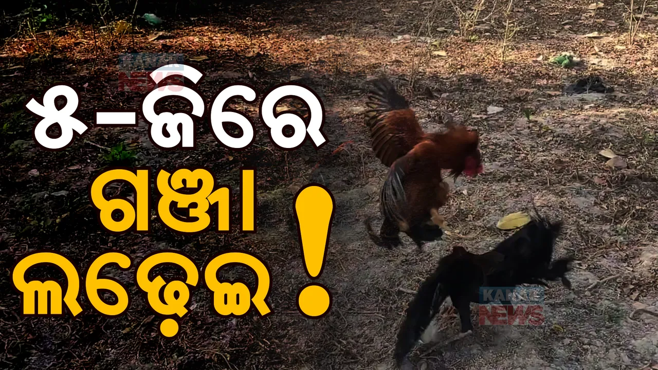  ଗଞ୍ଜା ଲଢେଇ ପାଇଁ ବ୍ୟବହାର ହେଉଛି ୫ଜି ଇଂଟରନେଟ ସେବା। ପୁଲିସ ଭୟରେ ଆନ୍ଧ୍ରରେ ଅନଲାଇନରେ ଚାଲିଛି ଜୁଆ ଖେଳ।