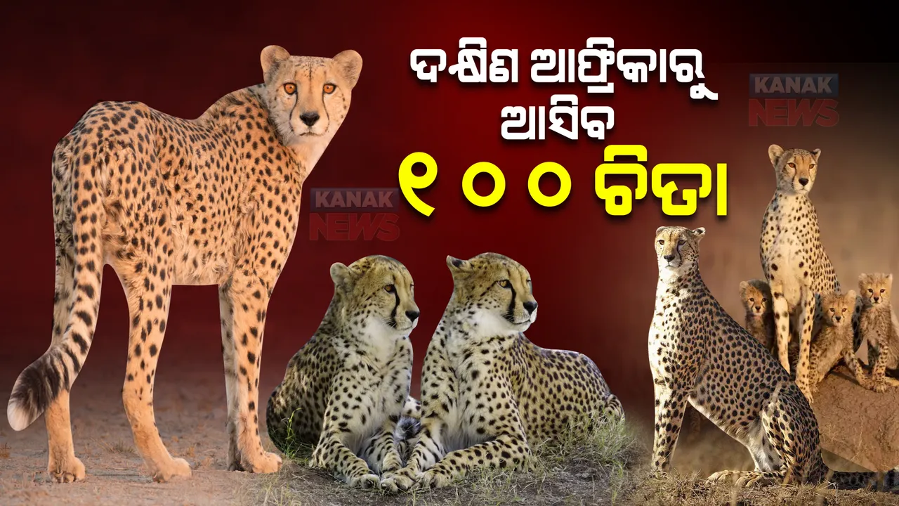  ଦକ୍ଷିଣ ଆଫ୍ରିକାରୁ ଆସିବ ୧୦୦ ଚିତା