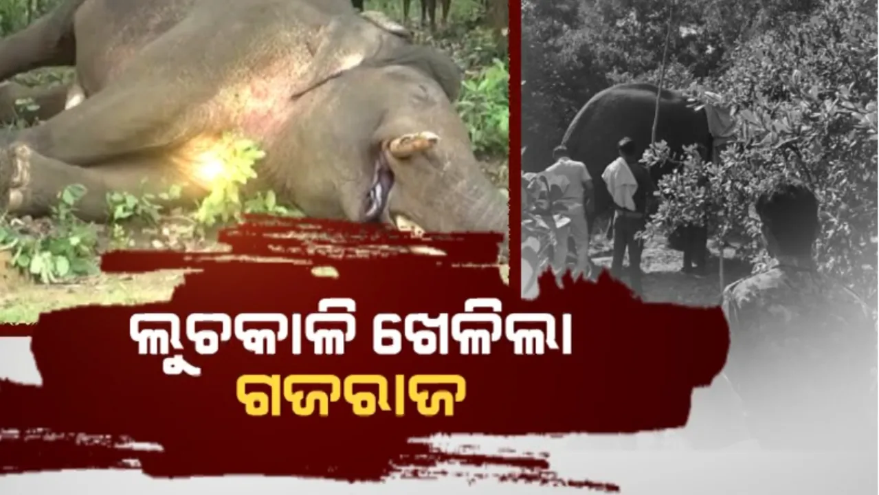  ଲୁଚକାଳି ଖେଳିଲା ଗଜରାଜ: ୩୦ ଘଂଟାର ଅପରେସନ ସଫଳ, ଟ୍ରାଙ୍କୁଲାଇଜ ପରେ କାବୁ ହେଲା