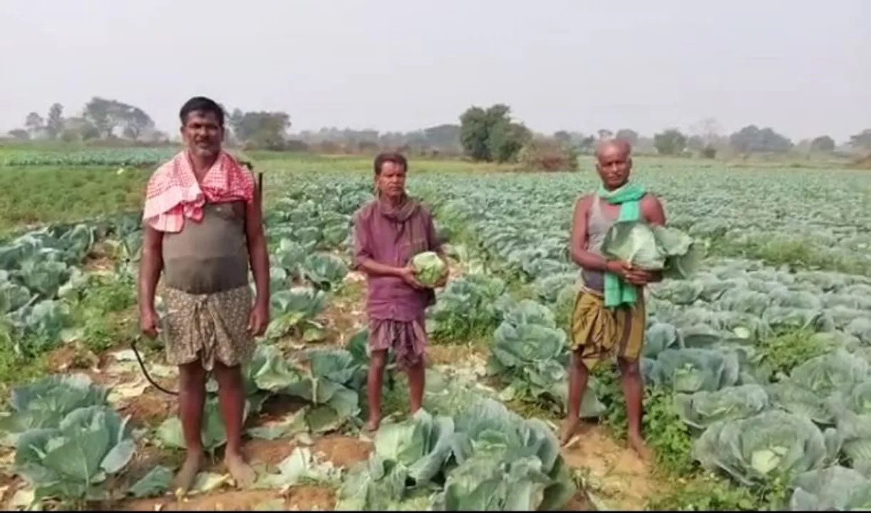  ଚିନ୍ତାରେ ଆଠଗଡ଼ ଅଞ୍ଚଳ ପରିବା ଚାଷୀ। ବିଲରେ ସଢ଼ୁଛି କୋବି, ଟମାଟୋ ଓ ଲଙ୍କା, ମିଳୁନି ଉଚିତ୍ ମୂଲ୍ୟ।