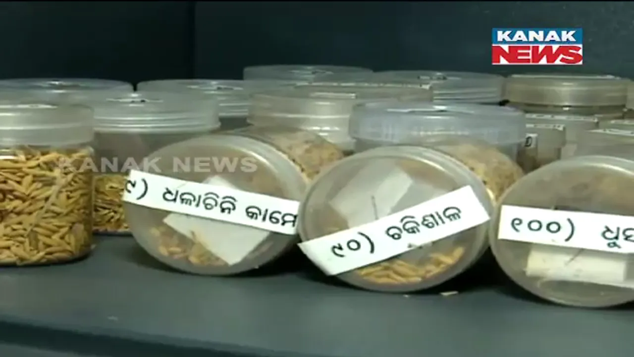  ଜଳବାୟୁ ପରିବର୍ତନରେ ସହାୟକ ହେବ କୋରାପୁଟର ଦେଶୀ ବିହନ। ବନ୍ୟା, ମରୁଡ଼ି ଓ ଲୁଣି ପରିବେଶ ସହ୍ୟ କରିପାରିବ ୩ ପ୍ରଜାତିର ଧାନ।