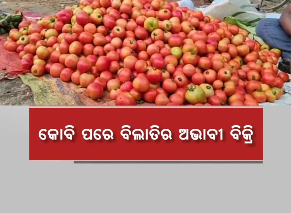  ପୁଣି ଚାଷୀ ମୁଣ୍ଡରେ ଚଡକ। କୋବି ପରେ କେନ୍ଦୁଝରରେ ବିଲାତିର ଅଭାବୀ ବିକ୍ରି।