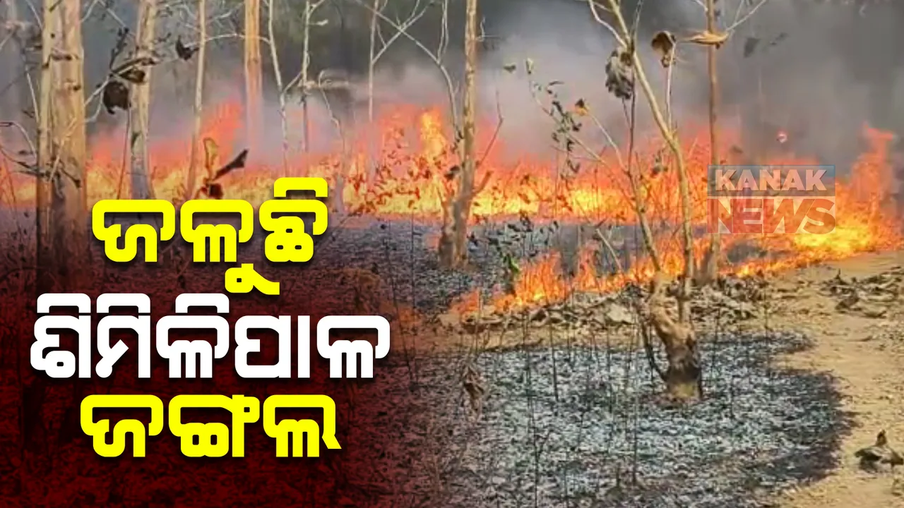  ଜଳୁଛି ଶିମିଳିପାଳ ଜଙ୍ଗଲ : ଖରା ଦିନ ଆରମ୍ଭ ନହେଉଣୁ ଜଙ୍ଗଲରେ ଲାଗିଲା ନିଆଁ