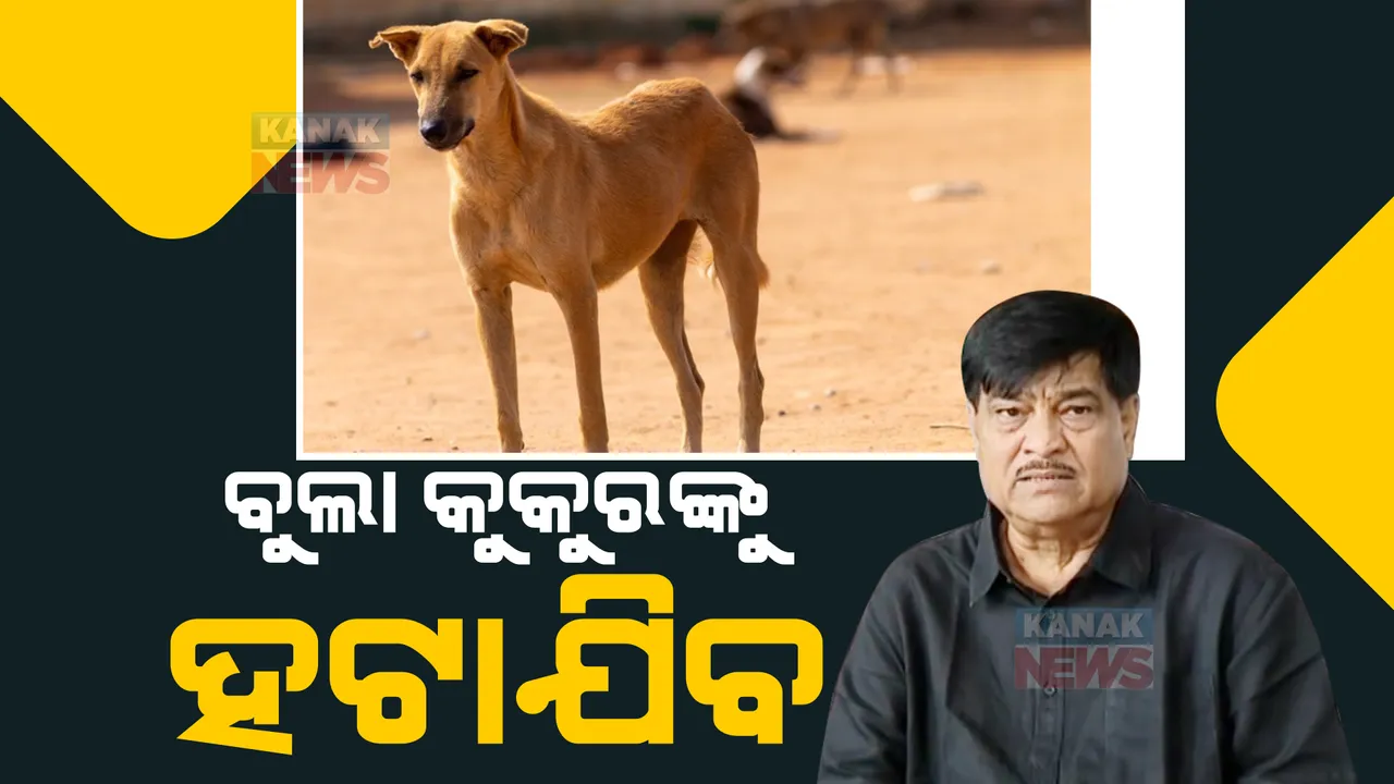  ରାସ୍ତାରୁ ହଟିବେ ବୁଲା କୁକୁର। ଜିଲ୍ଲା ମୁଖ୍ୟ ପଶୁ ଚିକିତ୍ସାଧିକାରୀଙ୍କୁ ନିର୍ଦ୍ଦେଶ ଦେଲେ ମନ୍ତ୍ରୀ।