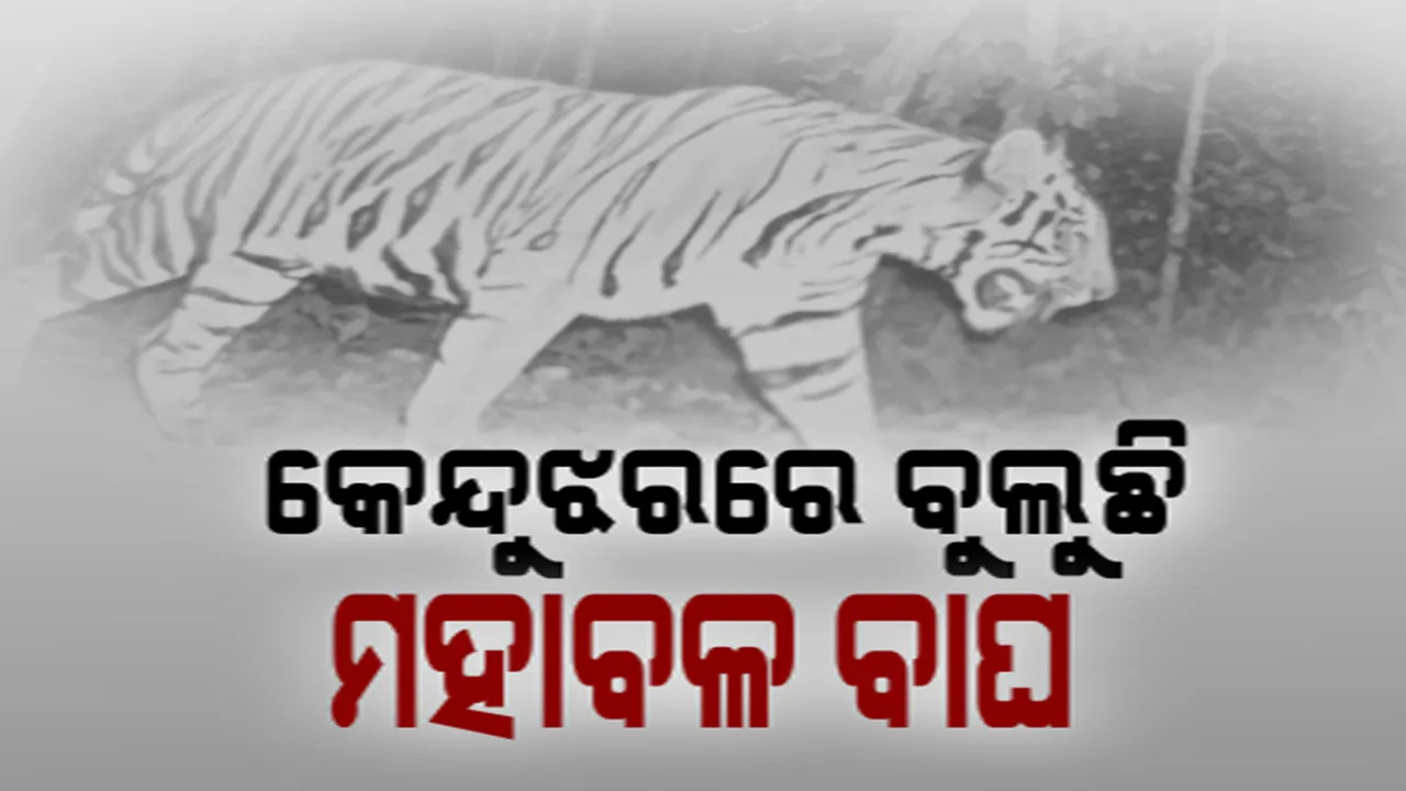  କେନ୍ଦୁଝର ଜଙ୍ଗଲରେ ବୁଲୁଛି ମହାବଳ ବାଘ। କ୍ୟାମେରାରେ କଏଦ ହେଲା ଫଟୋ