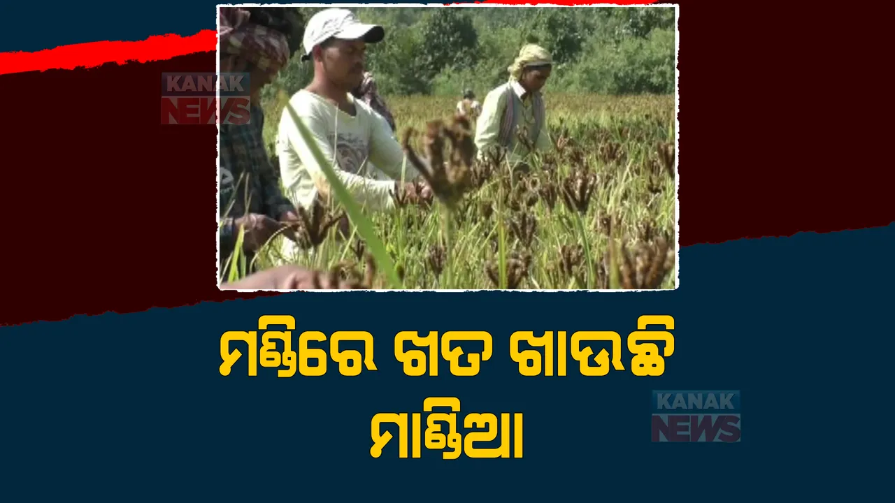  ଗଜପତିରୁ ଆସିଲା ଓଲଟା ଚିତ୍ର, ମଣ୍ଡିରୁ ଉଠିପାରୁନି ମାଣ୍ଡିଆ।