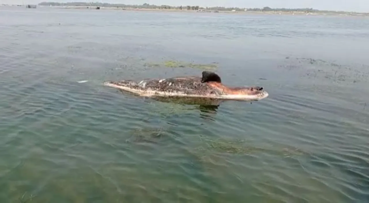  ଚିଲିକାରେ ଭାସୁଛି ମୃତ ଡଲଫିନ୍। ନିରବଦ୍ରଷ୍ଟା ସାଜିଛି ବନ ବିଭାଗ।