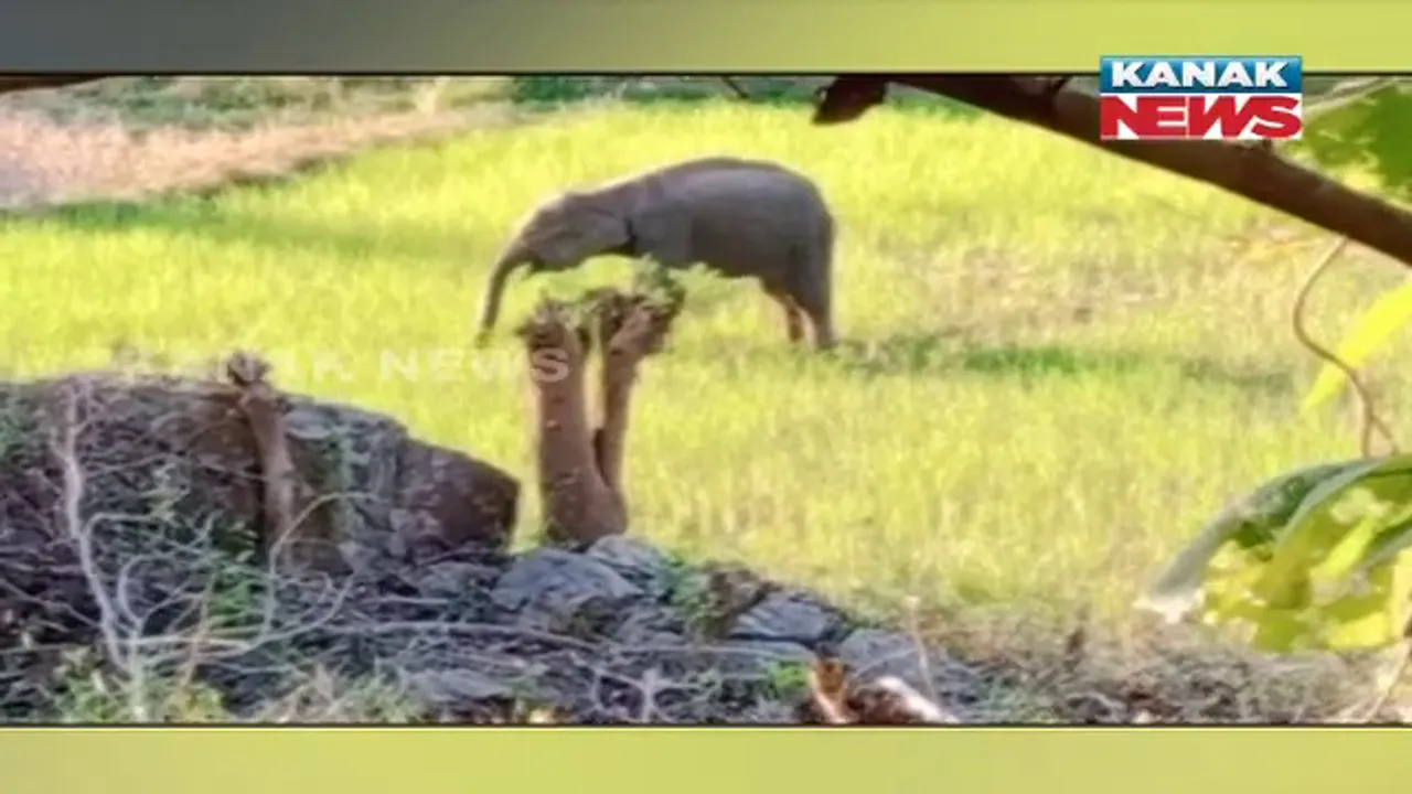  ଭଞ୍ଜନଗର ଘୁମୁସର ବନଖଣ୍ଡରେ ବୁଲୁଛି ଅସୁସ୍ଥ ହାତୀ। ଚିକିତ୍ସା କରୁଛି ବନ ବିଭାଗ।