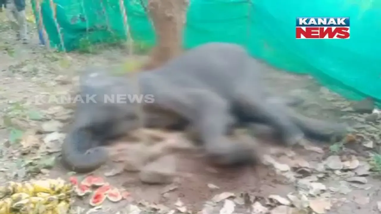  ଭଞ୍ଜନଗରରେ ଚିକିତ୍ସାଧୀନ ଅବସ୍ଥାରେ ମାଈ ହାତୀର ମୃତ୍ୟୁ। ୩ ଦିନ ଧରି ଚାଲିଥିଲା ଚିକିତ୍ସା।