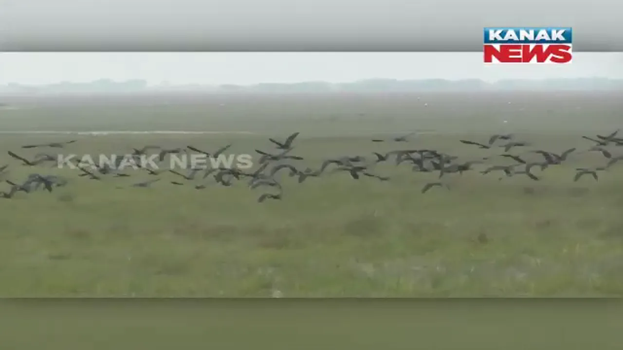  ବିଦେଶୀ ପକ୍ଷୀଙ୍କ ଘରବାହୁଡା। ଚିଲିକାରୁ ନିଜ ଘରକୁ ଫେରିଲେ ଲକ୍ଷ ଲକ୍ଷ ପକ୍ଷୀ।