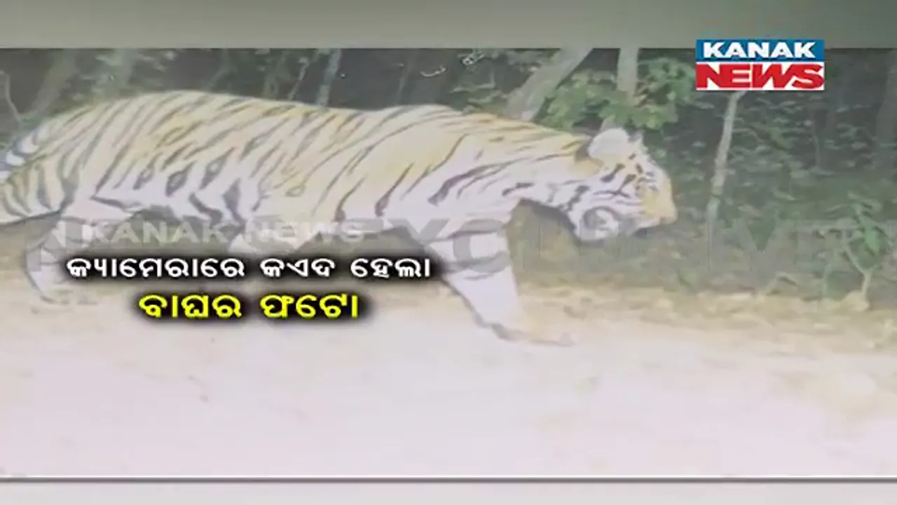  ବୁଲୁଛି ମହାବଳ ବାଘ : କ୍ୟାମେରାରେ କଏଦ ହେଲା ଫଟୋ, ସୂଚନା ଦେଉନି ସ୍ଥାନୀୟ ବନବିଭାଗ; ବାଡ ଦେଇ ଲୋକଙ୍କୁ ଯିବାକୁ କରାଯାଉଛି ବାରଣ