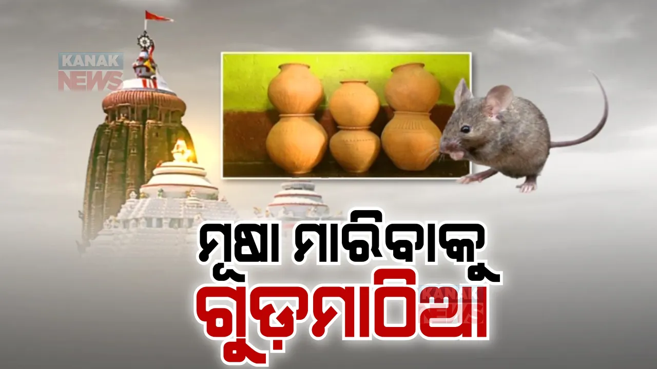  ମୂଷା ଧରିବାକୁ ଗର୍ଭଗୃହରେ ରଖାଗଲା ଗୁଡ ମାଠିଆ: ପଡିଲାନି ମୂଷା, ଆସିବ ବଡ ମାଠିଆ