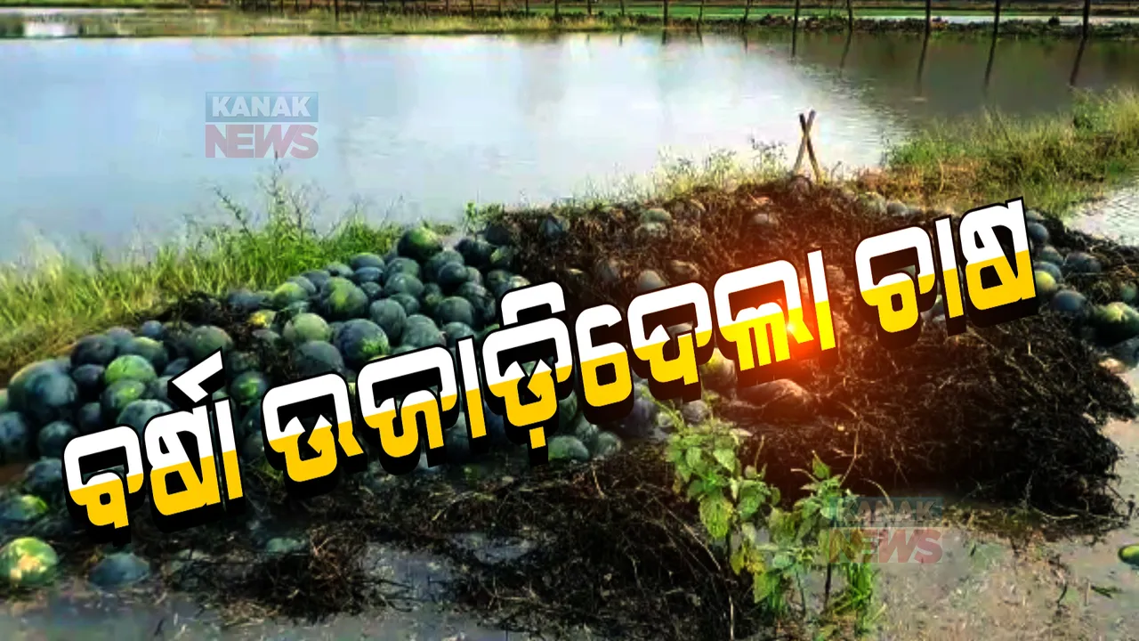  ବିଲରେ ସଢୁଛି ତରଭୁଜ । ପଶ୍ଚିମାଝଡ ଉଜାଡି ଦେଲା ଏକର ଏକର ଜମିରେ ସୁନାର ଫସଲ