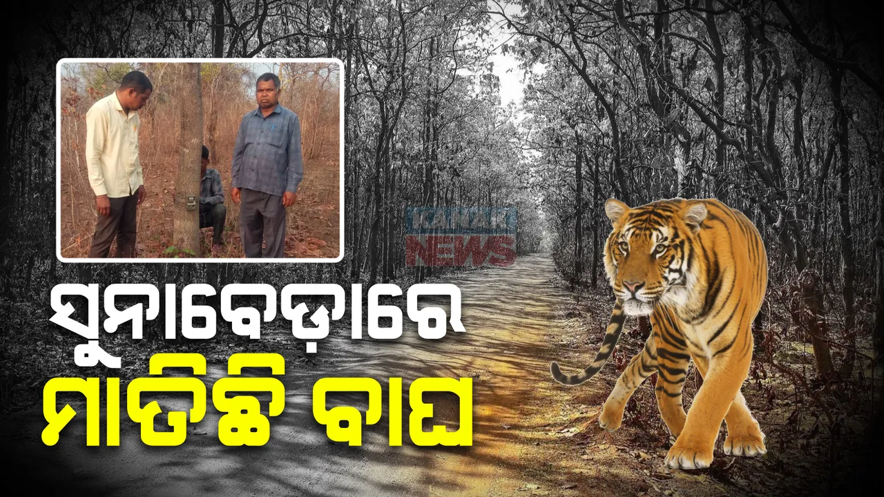  ସୁନାବେଡାରେ ମାତିଛି ବାଘ