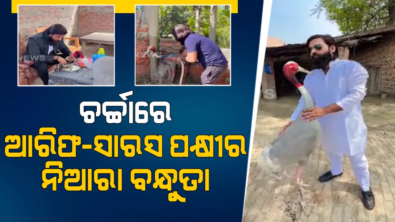  ଆରିଫ-ସାରସ ପକ୍ଷୀର ବନ୍ଧୁତା। କଏଦ କରିପାରିଲାନି ପକ୍ଷୀ ବିହାରର ତାରବାଡ...