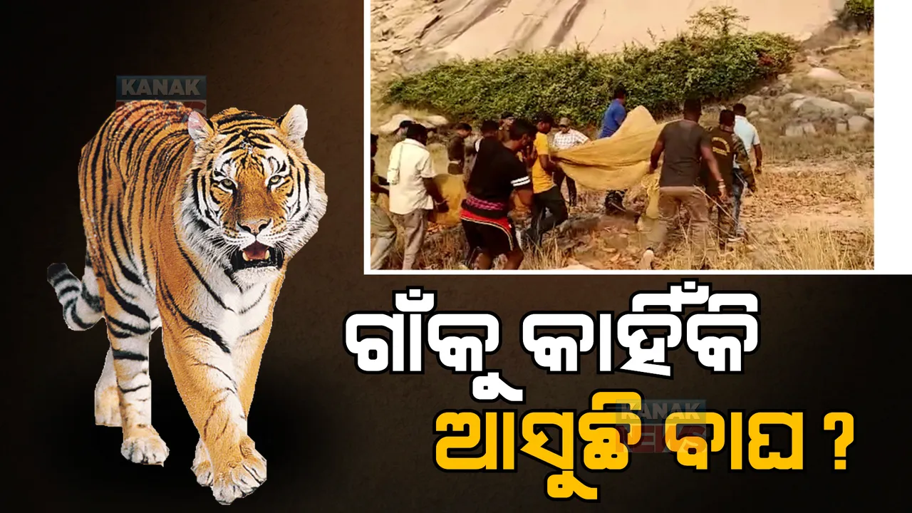  କାହିଁକି ଗାଁ ମୁହାଁ ହେଉଛନ୍ତି ବାଘ? ସୁନ୍ଦରଗଡ଼ ବେଲାଇବାହଲାରେ ବାଘ ଆତଙ୍କ ପରେ ଉଠିଲା ପ୍ରଶ୍ନ