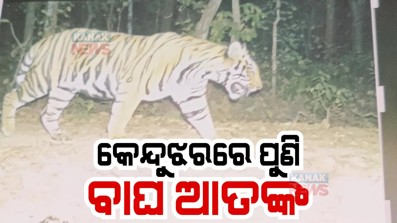  କେନ୍ଦୁଝରରେ ପୁଣି ବାଘ ଆତଙ୍କ। ଘଟଗାଁ ବନାଞ୍ଚଳ ଅଟେଇ ସଂରକ୍ଷିତ ଜଙ୍ଗଲରେ ୪ଟି ମଇଁଷିକୁ ମାରିଖାଇଲା ବାଘ।