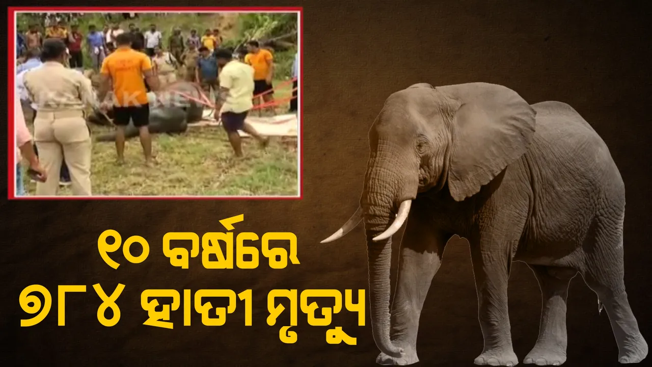  ୧୦ ବର୍ଷରେ ଆଖି ବୁଜିଛନ୍ତି ୭୮୪ ହାତୀ । ହାତୀ ଆକ୍ରମଣରେ ମରିଛନ୍ତି ୯୨୫ ଜଣ ଲୋକ । ବିଧାନସଭାରେ ପୂରା ତଥ୍ୟ ଦେଲେ ମନ୍ତ୍ରୀ
