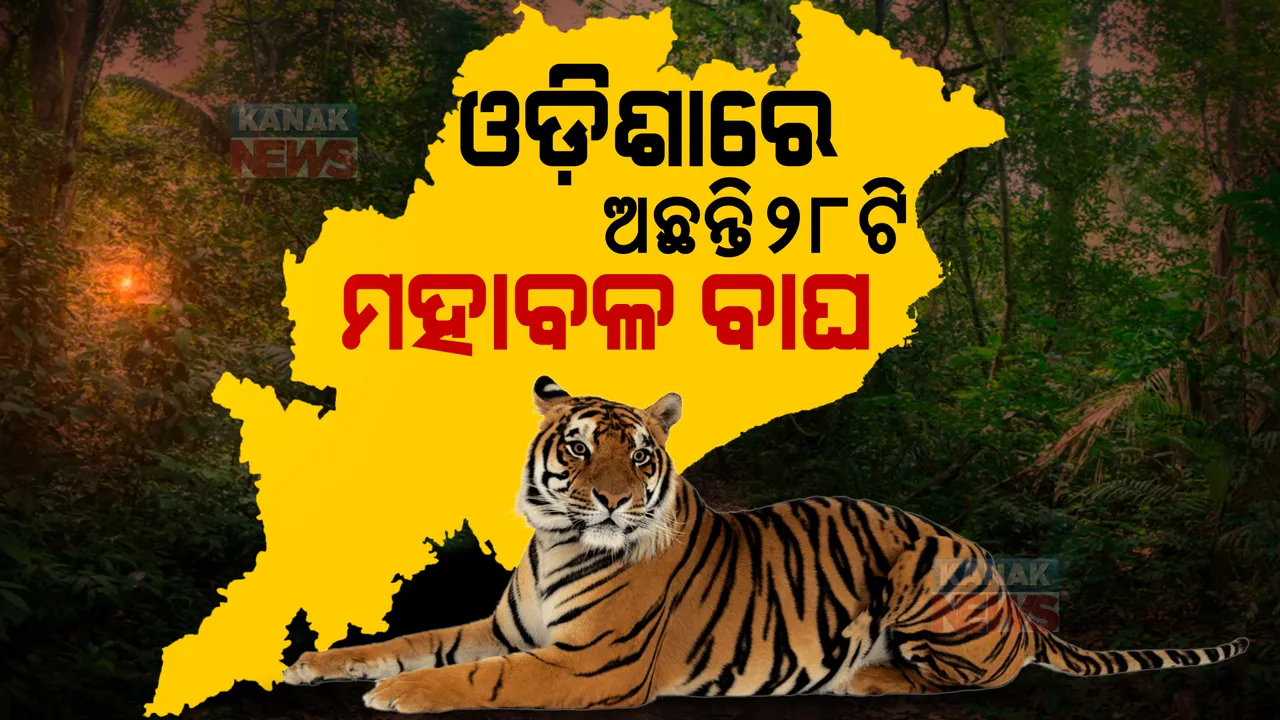  ରାଜ୍ୟରେ ଅଛନ୍ତି ୨୮ ମହାବଳ ଓ ୭୬୦ କଲରା ପତରିଆ ବାଘ । ୧୦ ବର୍ଷରେ ଶିକାରୀଙ୍କ ଦ୍ୱାରା ମରିଛନ୍ତି ୩ ମହାବଳ ବାଘ ।