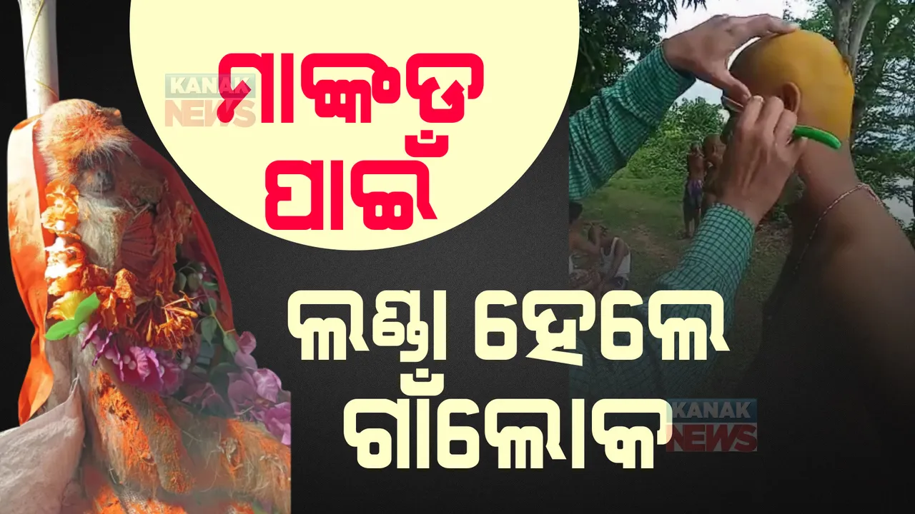  ବିଦ୍ୟୁତ୍ ଆଘାତରେ ମାଙ୍କଡର ମୃତ୍ୟୁ ହେବା ପରେ ମାନବିକତା ଦେଖାଇଲେ ଗାଁଲୋକେ । ଅନ୍ତିମ ସଂସ୍କାର ସହ କଲେ ଏକାଦଶାହ ।