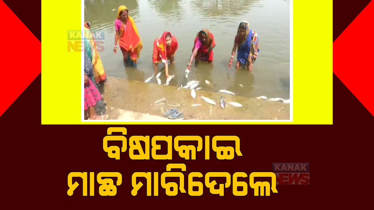  ସ୍ୱୟଂ ସହାୟକ ଗୋଷ୍ଠୀ ମାଛ ଚାଷ କରିଥିବା ପୋଖରୀରେ ବିଷ ପକାଇ ଦେଲେ ଦୁର୍ବୃତ୍ତ: ପୋଖରୀରେ ଭାସୁଛନ୍ତି ହଜାର ହଜାର ମଲା ମାଛ