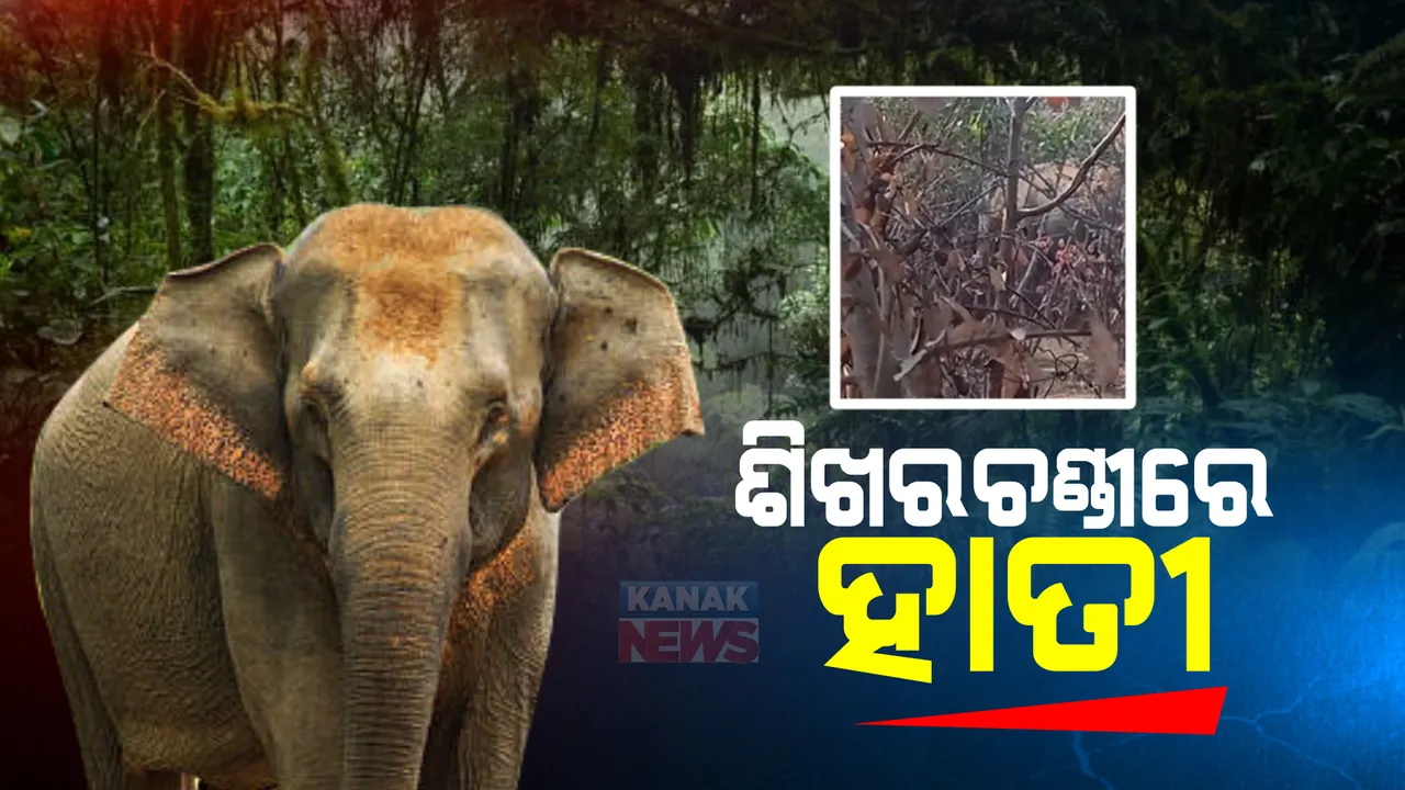  ଶିଖରଚଣ୍ଡୀ ପାହଡ଼ରେ ଜଙ୍ଗଲି ହାତୀ ଆତଙ୍କ : ହାତୀ ଘଉଡେଇବାକୁ ବନ କର୍ମଚାରୀଙ୍କ ଉଦ୍ୟମ