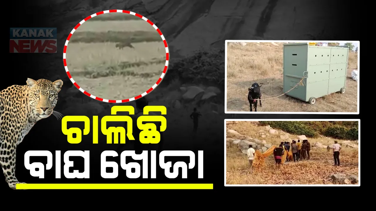  ସୁନ୍ଦରଗଡ଼ର ଗେଲାଇବାହାଲ ଗାଁରେ ବାଘ ଆତଙ୍କ। ଶିକାର ଉଦ୍ଦେଶ୍ୟରେ ଘର ବାଡ଼ିକୁ ପଶି ଆସୁଛି କଲରାପତରିଆ ବାଘ।