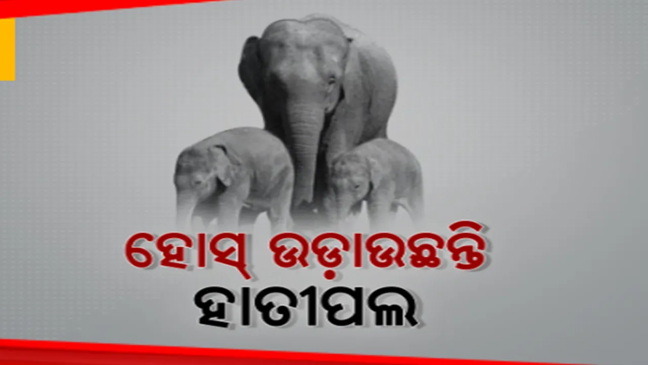  ହୋସ୍ ଉଡ଼ାଉଛନ୍ତି ହାତୀପଲ । ୫ ଖଣ୍ଡ ଗାଁରେ ଉତ୍ପାତ ମଚାଉଛନ୍ତି ୫୦ ଟିକିଆ ହାତୀପଲ । ଘର ଭାଙ୍ଗି ଖାଇଯାଉଛନ୍ତି ଧାନ ଓ ଚାଉଳ ।