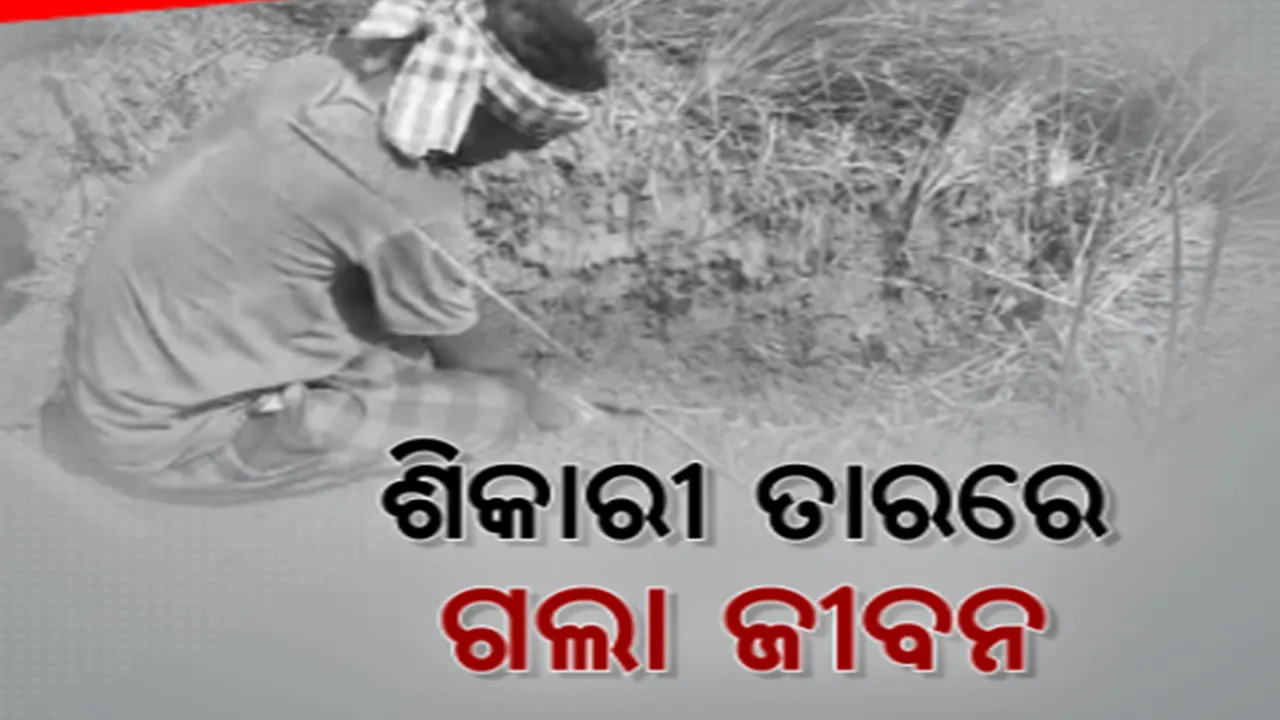  ବାରାହା ଶିକାର ପାଇଁ ଶିକାରୀ ବିଛାଇଥିବା କରେଣ୍ଟ ଲାଗି ଚାଲିଗଲା ଜୀବନ । ମୃତଦେହକୁ ପୋତିଦେଲେ ଶିକାରୀ ।