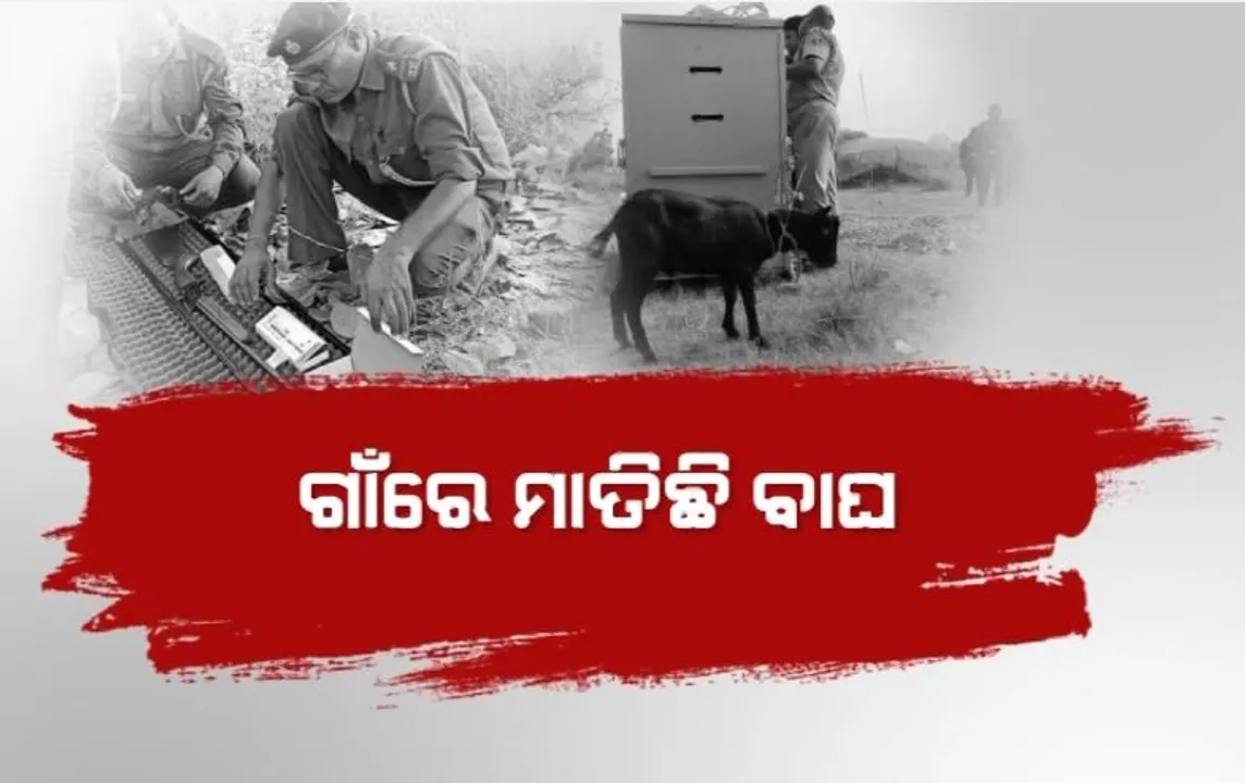  ଗାଁରେ ମାତିଛି ବାଘ, ଲୋକେ ଭୟଭୀତ। ଜାଲ ବିଛାଇଛି ବନବିଭାଗ।