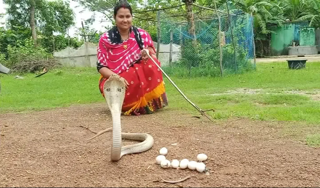  ସ୍ନେକ କୁଇନ ଅଫ୍ ବାରିପଦା ସସ୍ମିତା ଗୋଚ୍ଛାୟତ। ୫ ହଜାର ସାପକୁ କରିଛନ୍ତି ଉଦ୍ଧାର।