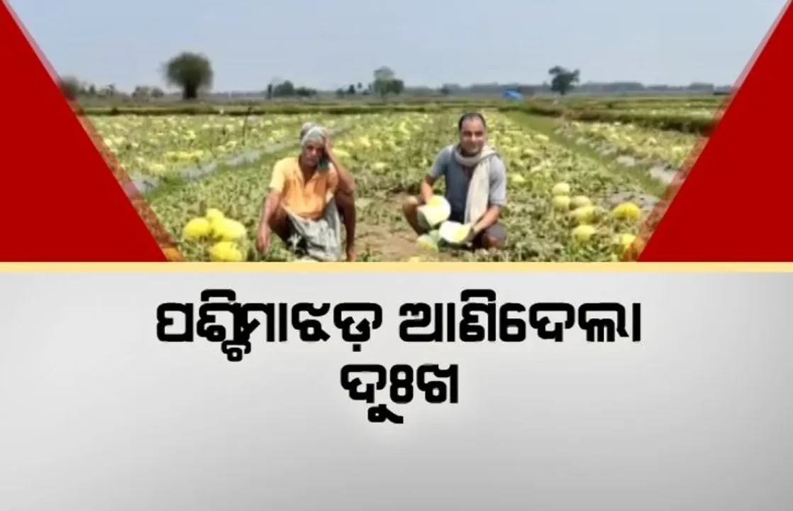  ପଶ୍ଚିମାଝଡ଼ ଆଣିଦେଲା ଦୁଃଖ। ଉଜାଡିଦେଲା ବାରିପଦା ଅଞ୍ଚଳର ଚାଷୀଙ୍କ ତରଭୁଜ ଫସଲ ।