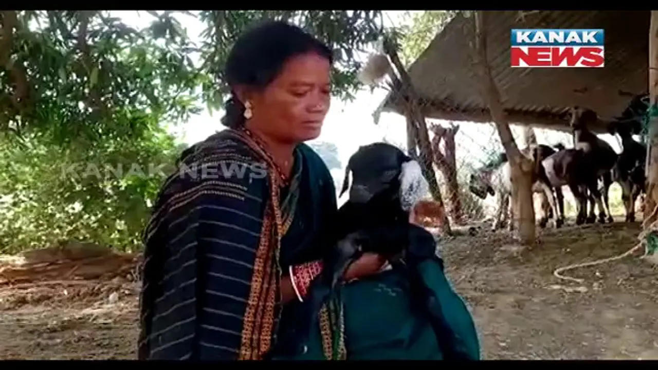  ରାୟଗଡ଼ା ଜିଲ୍ଲାରେ ଛେଳି ଓ ମାଛ ଚାଷ କରି ଲାଭବାନ ହେଉଛନ୍ତି ମହିଳା। ମିଶନ ଶକ୍ତି ସହାୟତାରେ ଦିଆଯାଉଛି ତାଲିମ।