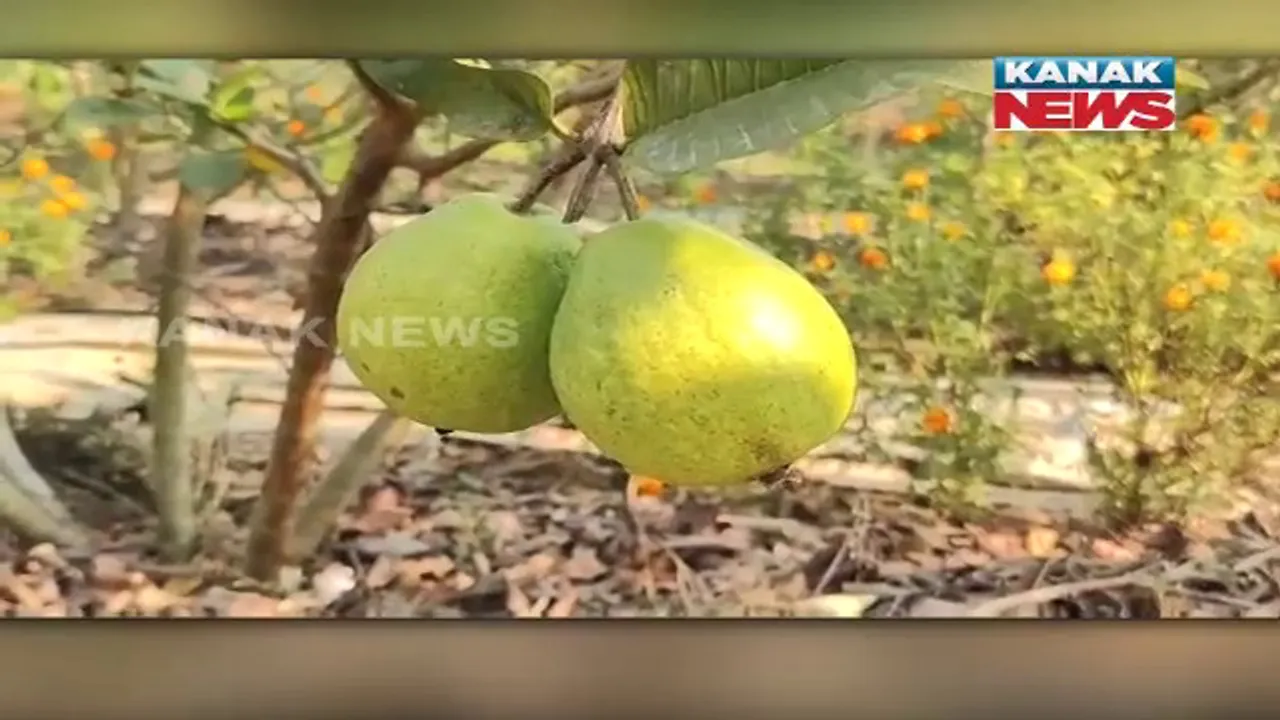  ପିଜୁଳି ଚାଷ କରି ପରିବାର ମୁହଁରେ ହସ ଫୁଟାଇଲେ ଗଜପତିର ମୋହନ ପାତ୍ର। ବଗିଚାରୁ ଉତ୍ପାଦନ ହେଉଛି ଟନ୍ ଟନ୍ ପିଜୁଳି।