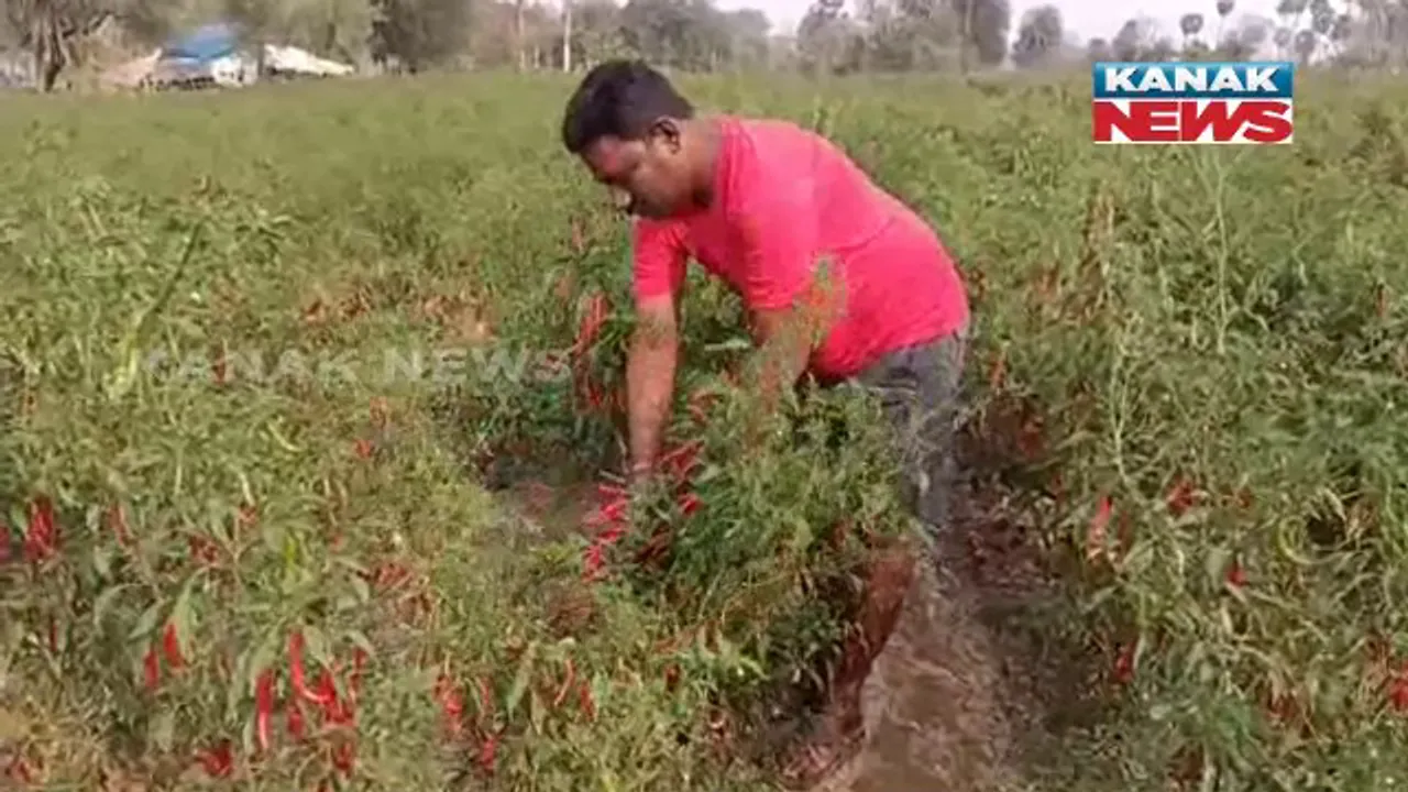  ଓଡ଼ିଶାରେ ପାଚୁଛି, ଆନ୍ଧ୍ରପଦେଶରେ ବିକ୍ରି ହେଉଛି। ବଜାର ବ୍ୟବସ୍ଥା ନଥିବାରୁ ରାୟଗଡ଼ାର ଲଙ୍କା ଯାଉଛି ଆନ୍ଧ୍ର।