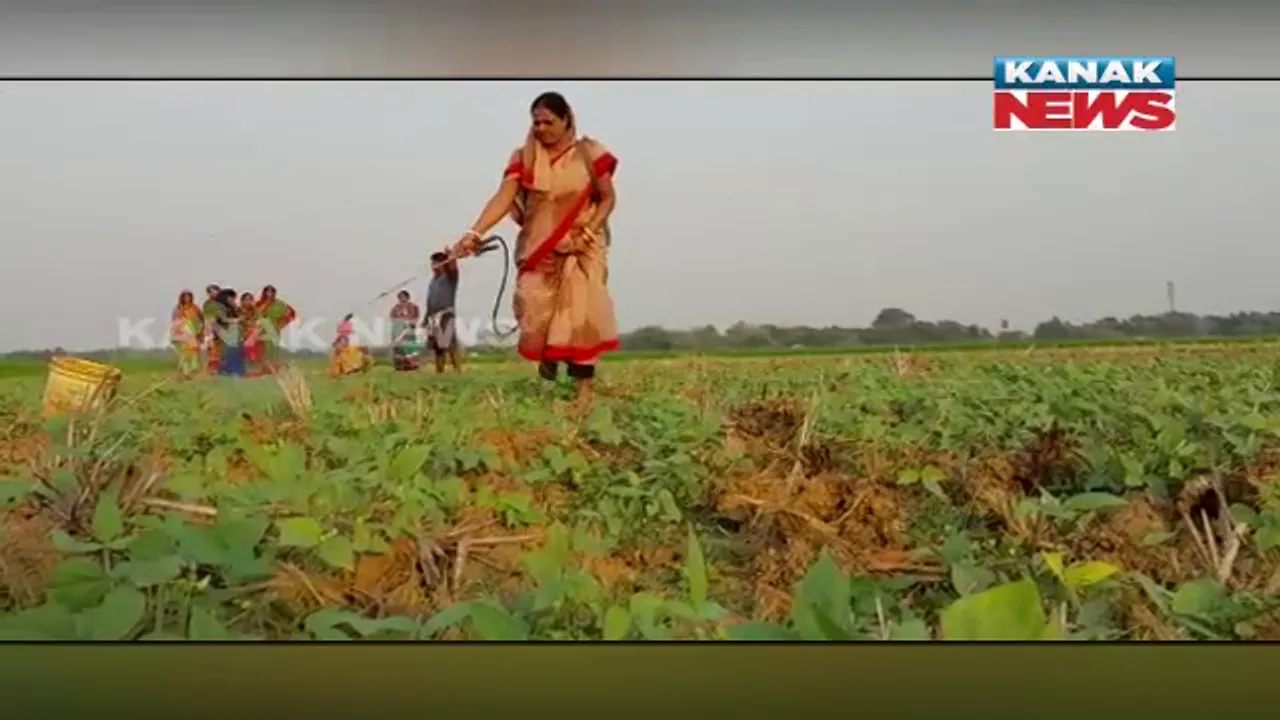  ମହିଳା କରୁଛନ୍ତି ମୁଗ ଚାଷ। ବସ୍ତା ମୁକୁଳସି ଗାଁରେ ଜମି ଲିଜରେ ନେଇ ଲାଭବାନ ହେଉଛନ୍ତି ୨୦ ମହିଳା।