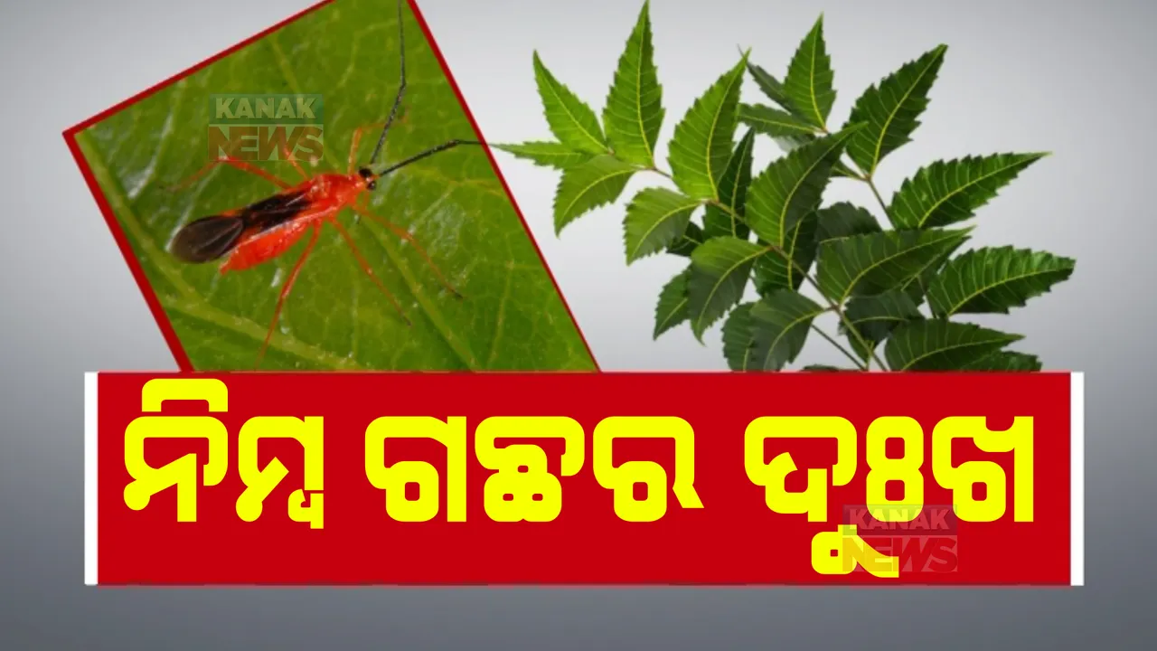  ଲୋପ ପାଇଯିବ ଲିମ୍ବଗଛ! ବ୍ୟାପୁଛି ଟି ମସ୍କିଟୋ ବଗ୍