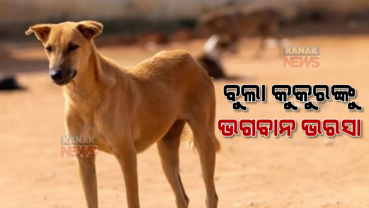  ବୁଲା କୁକୁରଙ୍କୁ ଭଗବାନ ଭରସା। ବଦଳୁଛି ଲୋକଙ୍କ ଧାରଣା, ରାସ୍ତାରେ ପଲ ପଲ କୁକୁର ଦେଖି ବଢ଼ୁଛି ଭୟ ଓ ଘୃଣାଭାବ।