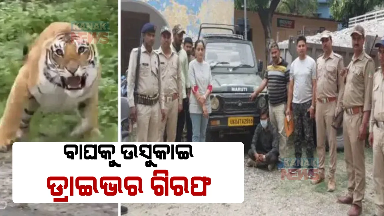  ଜାତୀୟ ଉଦ୍ୟାନ ଭିତରେ ବାଘକୁ ଉସକାଉଥିଲେ, ଭିଡ଼ିଓ ଭାଇରାଲ ହେବା ପରେ ଗିରଫ ହେଲେ ।