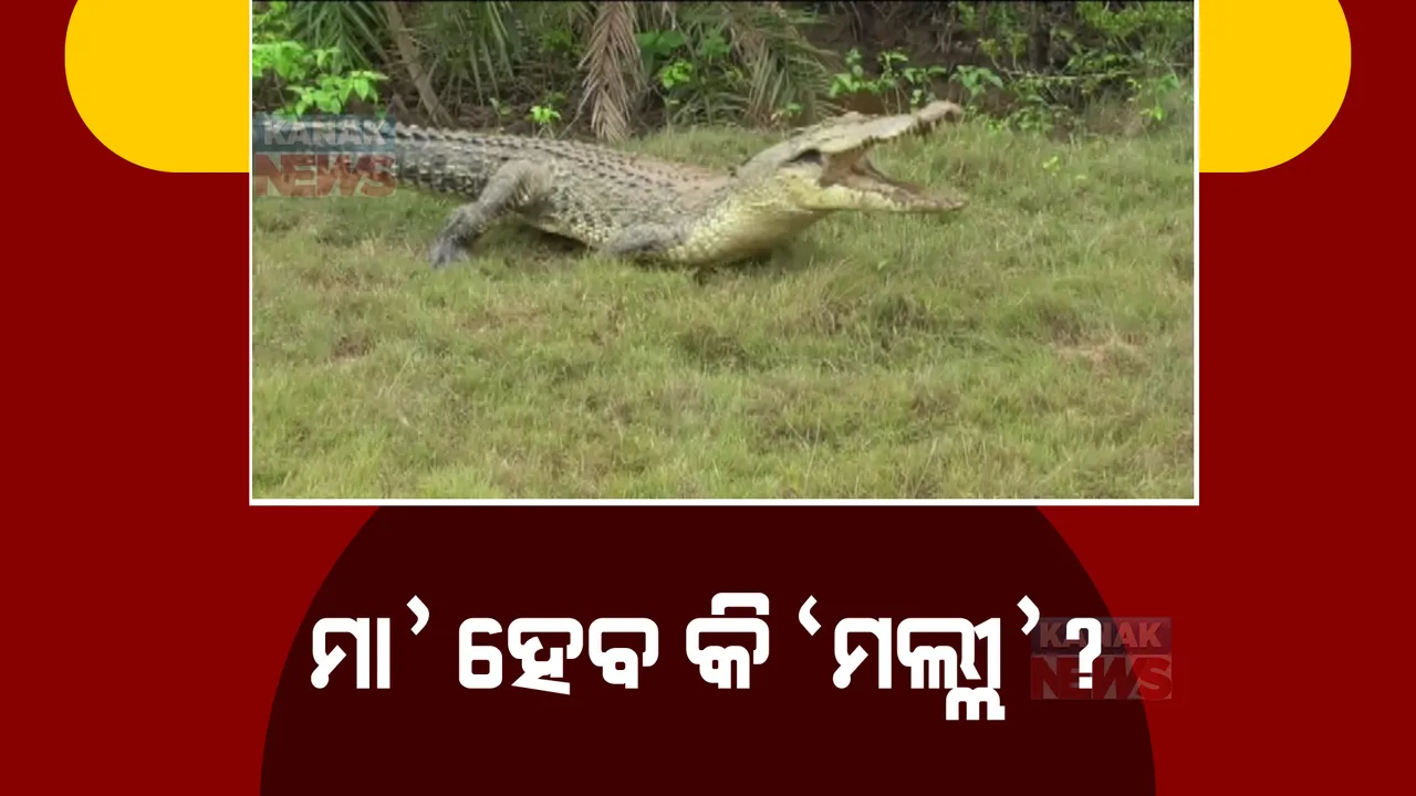  ପର୍ଯ୍ୟଟକଙ୍କ ଆକର୍ଷଣର କେନ୍ଦ୍ରବିନ୍ଦୁ ପାଲଟିଛନ୍ତି ଭିତରକନିକାର ଗୋରୀ ଓ ମଲ୍ଲୀ କୁମ୍ଭୀର। ନିସଙ୍ଗ ଜୀବନ ବିତାଉଛି ମଲ୍ଲୀ ଅଣ୍ଡା ଦେବା ପାଇଁ ବାନ୍ଧୁଛି ବସା 