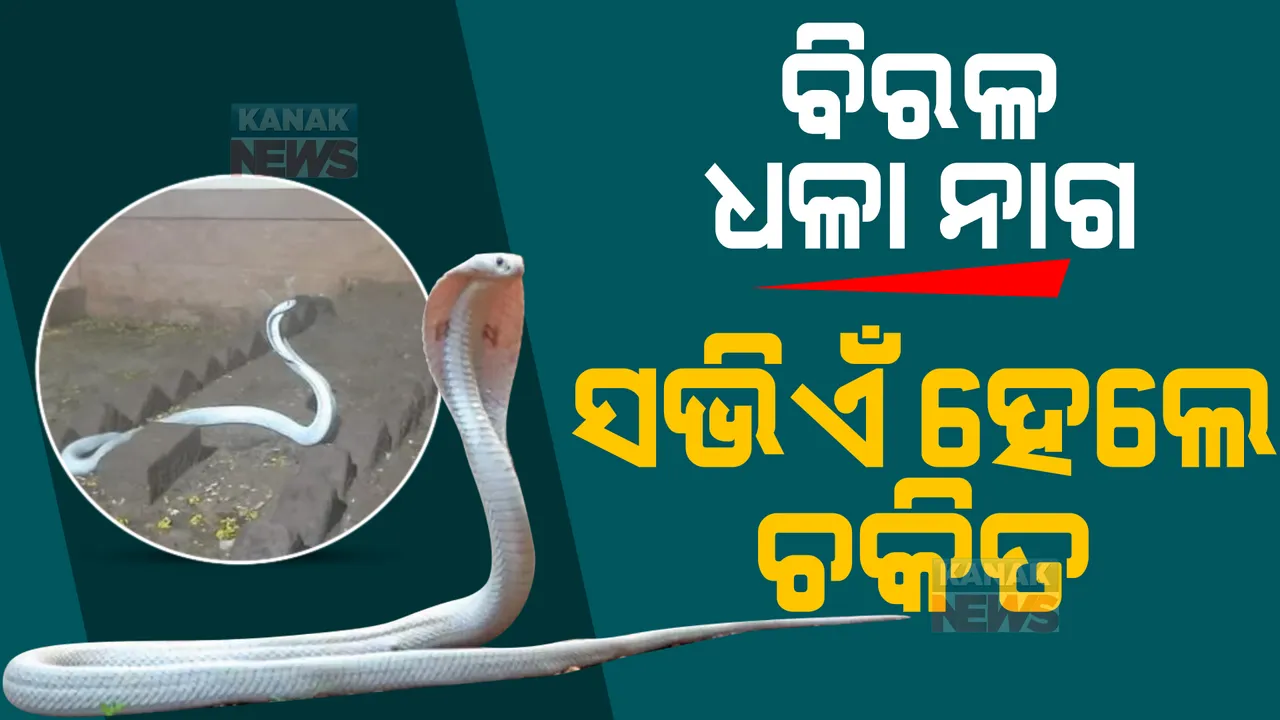  ପ୍ରବଳ ବର୍ଷାରେ ପଦାକୁ ଆସିଲା ନାଗ, ରଙ୍ଗ ଦେଖି ଲୋକେ ହୋଇଗଲେ ଚକିତ ।