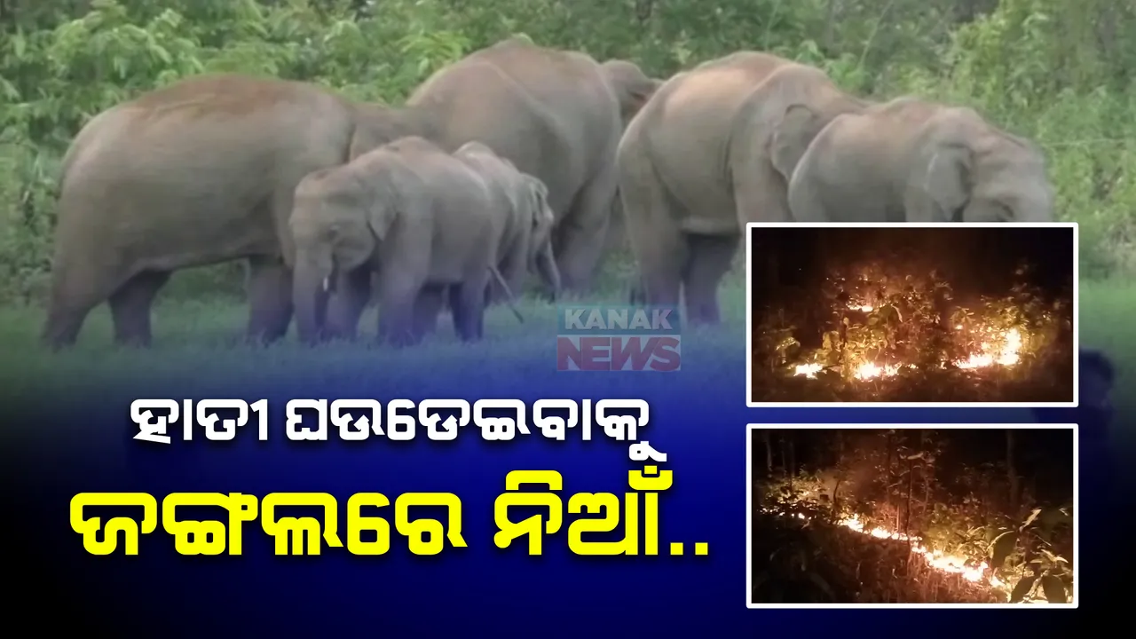  ହାତୀ ଘଉଡେଇବାକୁ ଯାଇ ଜଙ୍ଗଲରେ ନିଆଁ : ଆତଙ୍କ ଖେଳାଇଥିଲେ ୧୭ ଟିକିଆ ହାତୀପଲ