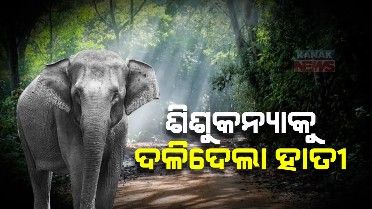  ସରଳିଆ ଚିତ୍ରାଶୁଳ ଗାଁରେ ଅଘଟଣ : ଘରେ ପଶି ଶିଶୁକନ୍ୟାକୁ ଦଳିଦେଲା ହାତୀ