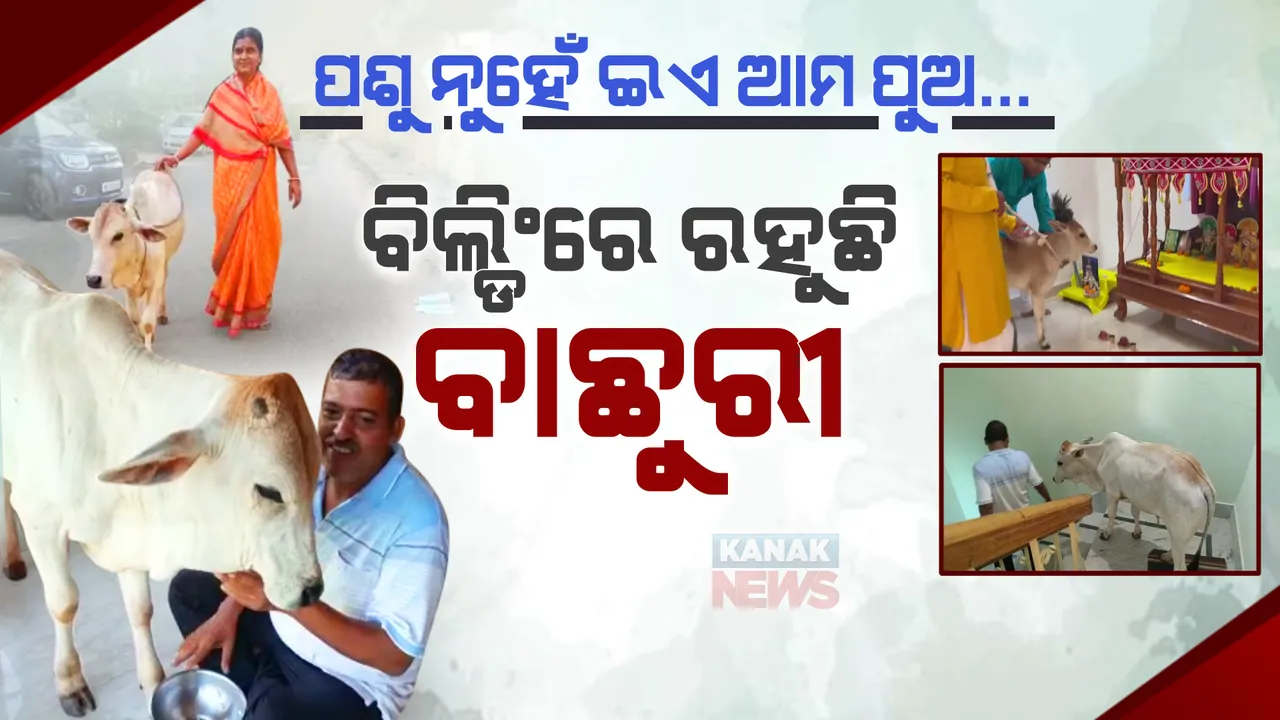  ମଣିଷଙ୍କ ସହ କୋଠା ଘରେ ରହୁଛି, ପରିବାରର ସଦସ୍ୟଙ୍କ ପରି ଚଳୁଛି ବାଛୁରୀ ବଜରଙ୍ଗୀ...