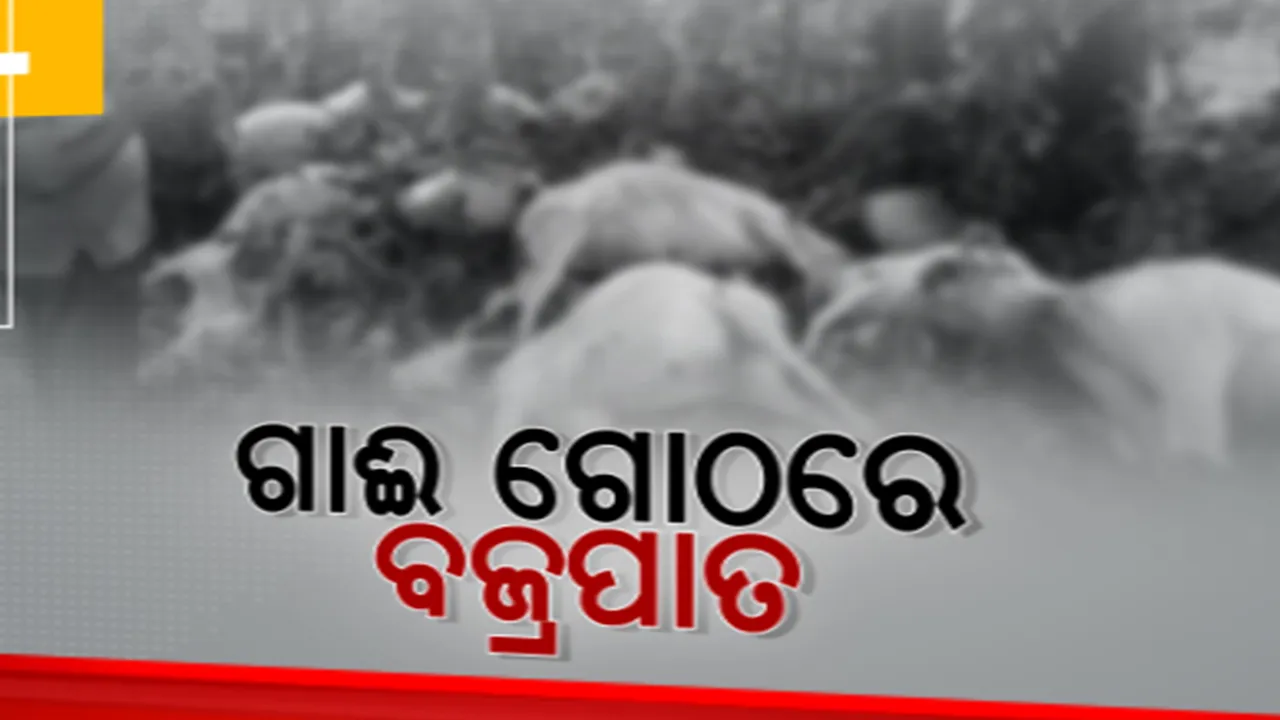  ଗାଈ ଗୋଠରେ ହେଲା ବଜ୍ରପାତ: ଆମ୍ବ ଗଛ ମୂଳେ ଆଶ୍ରୟ ନେଇଥିବା ବେଳେ ବଜ୍ରାଘାତରେ ୧୯ଟି ଗାଈଙ୍କ ମୃତ୍ୟୁ