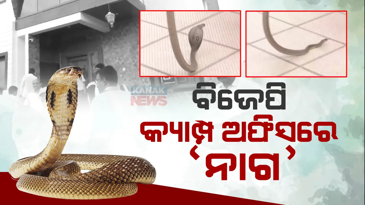  ଭିତରେ ମୁଖ୍ୟମନ୍ତ୍ରୀ ବୋମାଇ କରୁଥିଲେ ବୈଠକ, ବିଜେପି କ୍ୟାମ୍ପ ଅଫିସରେ ପଶିଲା ନାଗ ସାପ ।