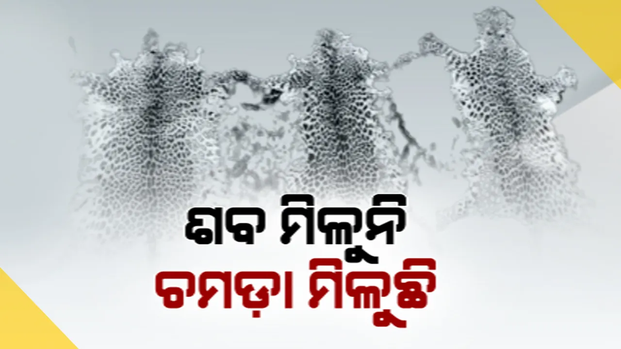  ପୁଣି ଜବତ ହେଲା କଲରାପତରିଆ ବାଘଛାଲ । ରାୟଗଡ଼ାରେ ମାଡି ବସିଲା ଏସଟିଏଫ୍ । ୩ ବର୍ଷରେ ଜବତ ହେଲାଣି ୪୦ରୁ ଅଧିକ ବାଘ ଚମଡ଼ା ।