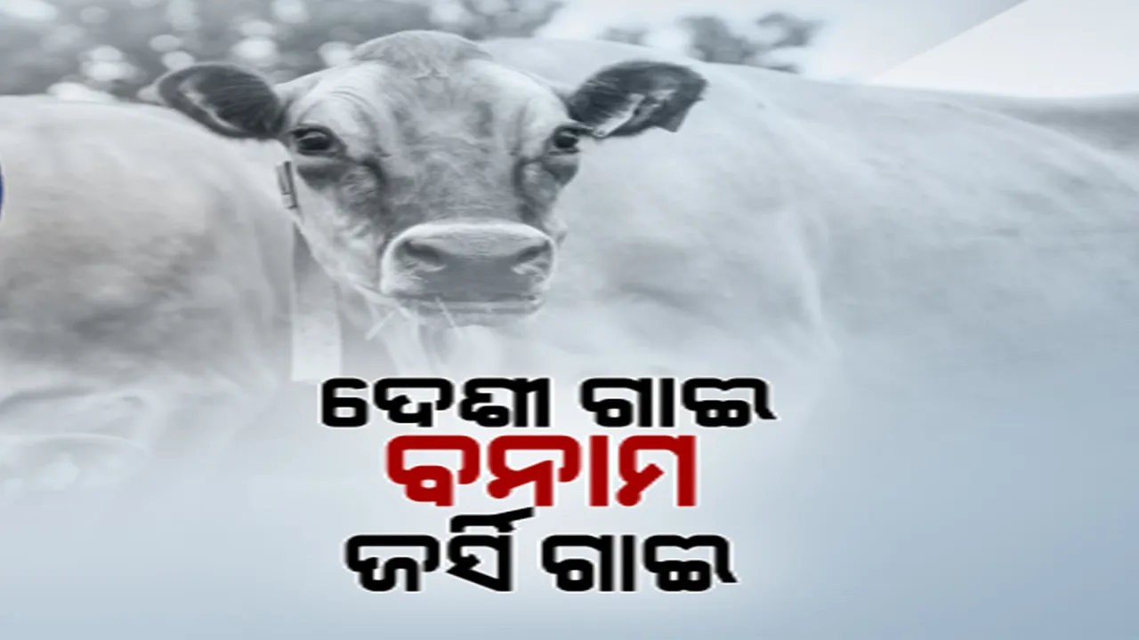  ଦେଶୀ ଗାଈ ଅପେକ୍ଷା ବଢ଼ୁଛି ଜର୍ସି ଗାଈର ଆଦର: କମ୍ ପରିଶ୍ରମ ଅଧିକ ଲାଭ ଦେଉଛନ୍ତି ଜର୍ସି ଗାଈ