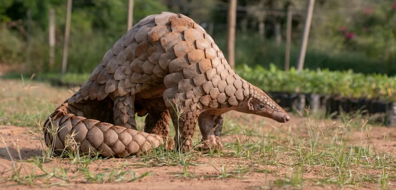  ବେଆଇନ ଭାବେ ବଜ୍ରକାପ୍ତା ଚାଲାଣ କରୁଥିଲେ ଫରେଷ୍ଟର : ଚଢାଉ କରି ୬ଜଣଙ୍କୁ ଗିରଫ କଲା ପୋଲିସ