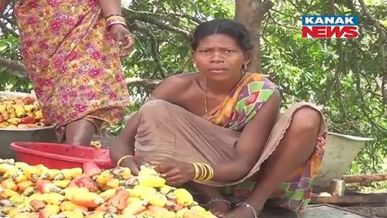  କାଜୁ ଦେଉଛି ରୋଜଗାର: ମାଲକାନଗିରି ବଣ୍ଡାଘାଟିରେ କାଜୁବାଦାମ ଫଳ ଓ ମଞ୍ଜି ବିକ୍ରି କରୁଛନ୍ତି ବଣ୍ଡା ଜନଜାତି